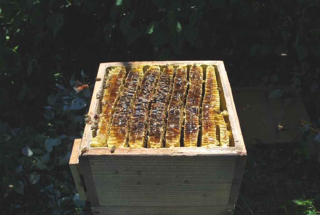 日本ミツバチ捕獲器兼飼育用巣箱 | せとのみつばち