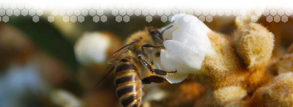 せとのみつばち│愛媛県